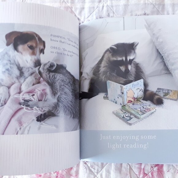 Pumpkin The Raccoon Book - Picture 8 of 9